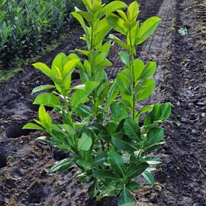 Prunus I. 'Rotundifolia' 60-80 cm met kluit