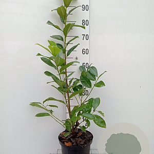 Prunus I. 'Rotundifolia' 80-100 cm 5,0L