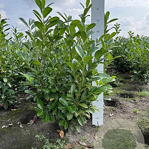 Prunus I. 'Rotundifolia' 100-120 cm met kluit