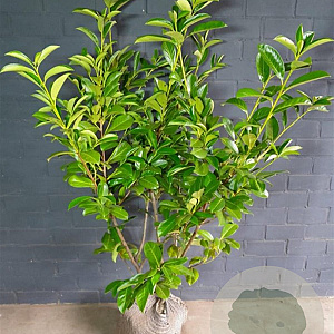 Prunus I. 'Rotundifolia' 100-120 cm met kluit