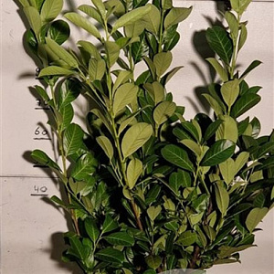 Prunus I. 'Rotundifolia' 100-120 cm met kluit