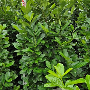 Prunus I. 'Rotundifolia' 160-180 cm met kluit