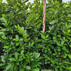 Prunus I. 'Rotundifolia' 180-200 cm met kluit extra