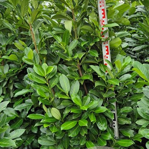 Prunus I. 'Rotundifolia' 180-200 cm met kluit extra