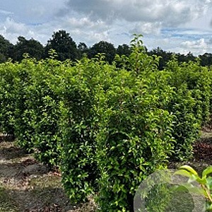 Prunus lusitanica 'Brenelia' 150-175 cm met kluit
