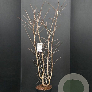 Prunus nipponica 'Brillant' 100-125 cm 10L