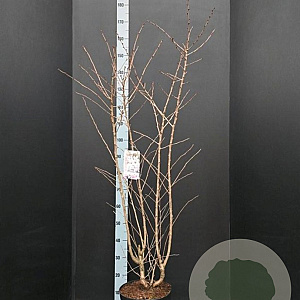 Prunus nipponica 'Brillant' 100-125 cm 10L