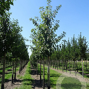 Prunus padus 125-150 cm wortelgoed 1/2