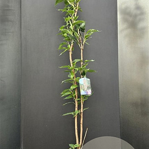 Prunus ser. 'Amanogawa' 125-150 cm 10L