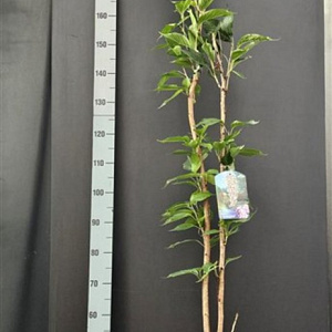 Prunus ser. 'Amanogawa' 125-150 cm 10L
