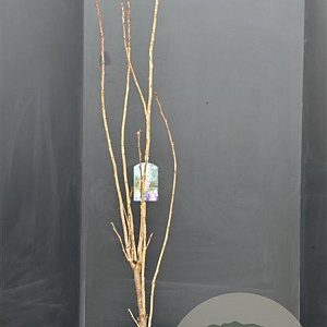 Prunus ser. 'Amanogawa' 150-175 cm 10L