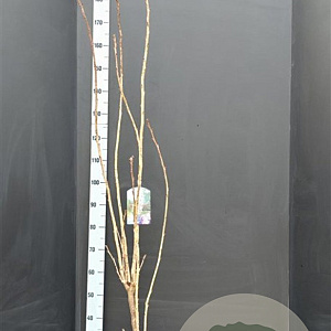 Prunus ser. 'Amanogawa' 150-175 cm 10L