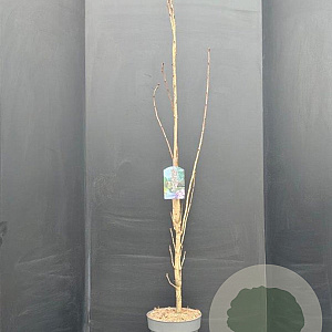 Prunus ser. 'Amanogawa' 175-200 cm 20L