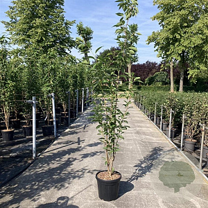 Prunus ser. 'Amanogawa' 175-200 cm 20L