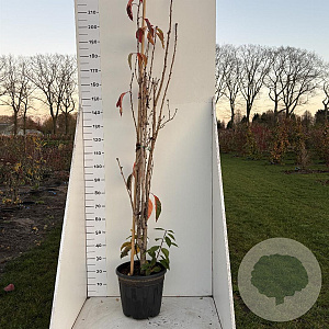 Prunus ser. 'Amanogawa' 175-200 cm 20L