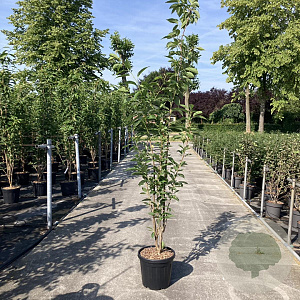 Prunus ser. 'Amanogawa' 175-200 cm 20L
