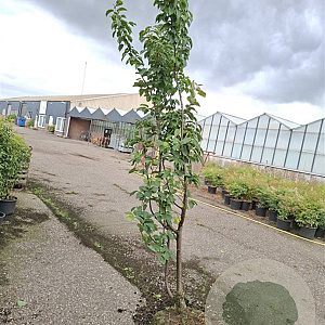 Prunus 'The Bride' 200-250 cm draadkluit