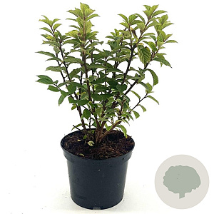 Prunus tomentosa 30-40 cm 3,0L