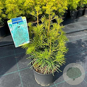 Sciadopitys verticillata 25-30 cm 5,0L