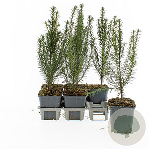 Taxus baccata 20-30 cm P9