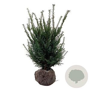 Taxus baccata 50-60 cm met kluit