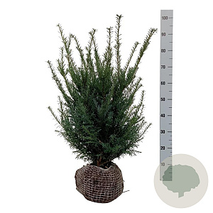 Taxus baccata 50-60 cm met kluit