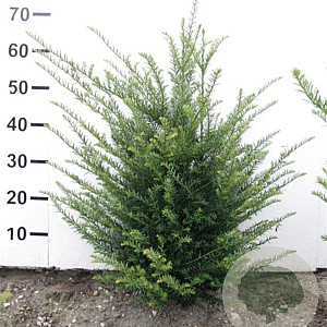 Taxus baccata 50-60 cm met kluit