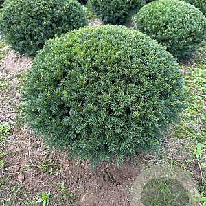 Taxus baccata 60-70 cm draadkluit bol