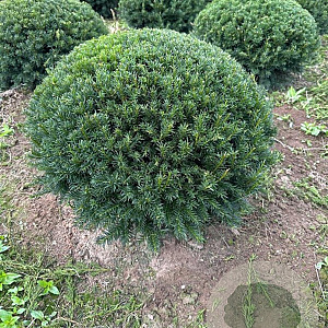 Taxus baccata 60-70 cm draadkluit bol