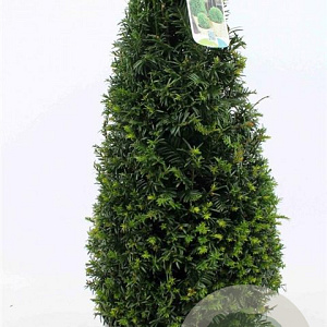 Taxus baccata 60-70 cm 10L kegel