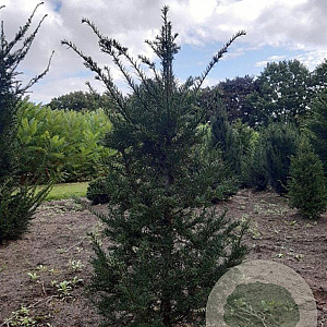 Taxus baccata 100-125 cm met kluit