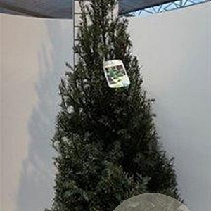 Taxus baccata 100-125 cm met kluit