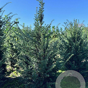 Taxus baccata 125-150 cm met kluit