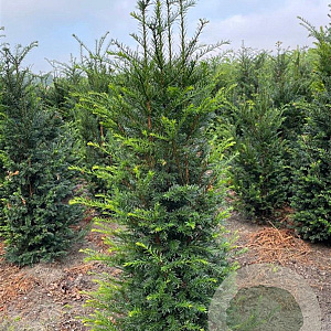 Taxus baccata 125-150 cm met kluit