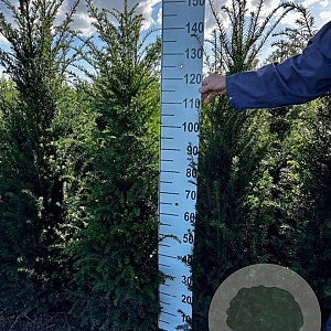 Taxus baccata 140-160 cm met kluit