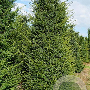 Taxus baccata 300-350 cm draadkluit solitair