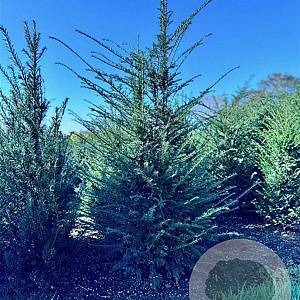 Taxus baccata 150-175 cm met kluit