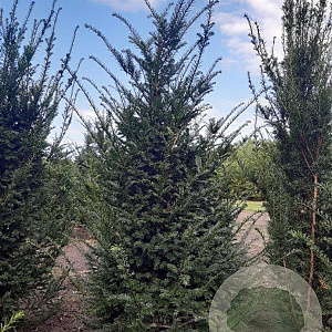 Taxus baccata 150-175 cm met kluit