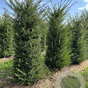 Taxus baccata 175-200 cm draadkluit