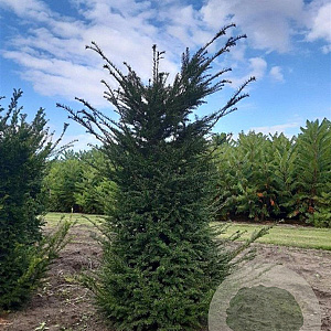 Taxus baccata 175-200 cm met kluit