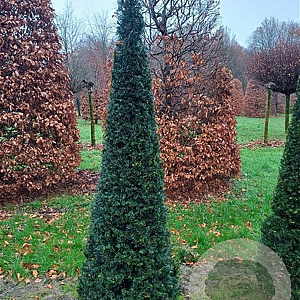 Taxus baccata 225-250 cm draadkluit kegel 60-80 diameter