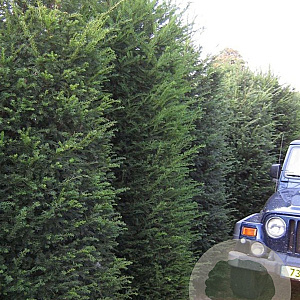 Taxus baccata 350-400 cm draadkluit solitair