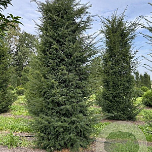 Taxus baccata 350-400 cm draadkluit solitair