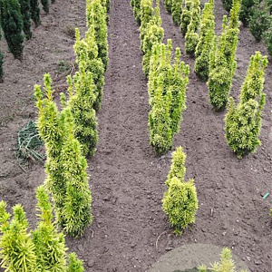 Taxus b. 'David' 60-80 cm met kluit
