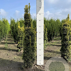 Taxus b. 'David' 60-80 cm met kluit