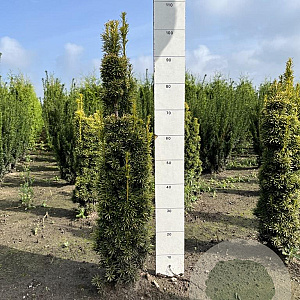 Taxus b. 'David' 60-80 cm met kluit
