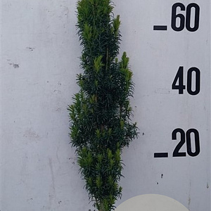 Taxus b. 'Fastigiata' 70-80 cm 10L