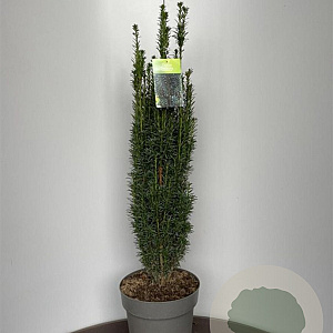 Taxus b. 'Fastigiata' 70-80 cm 10L