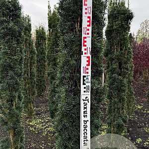 Taxus b. 'Fastigiata Robusta' 150-175 cm met kluit