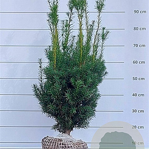 Taxus media 'Hicksii' 60-80 cm met kluit